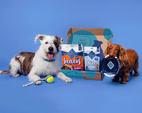 different images of dogs, cats, and foods