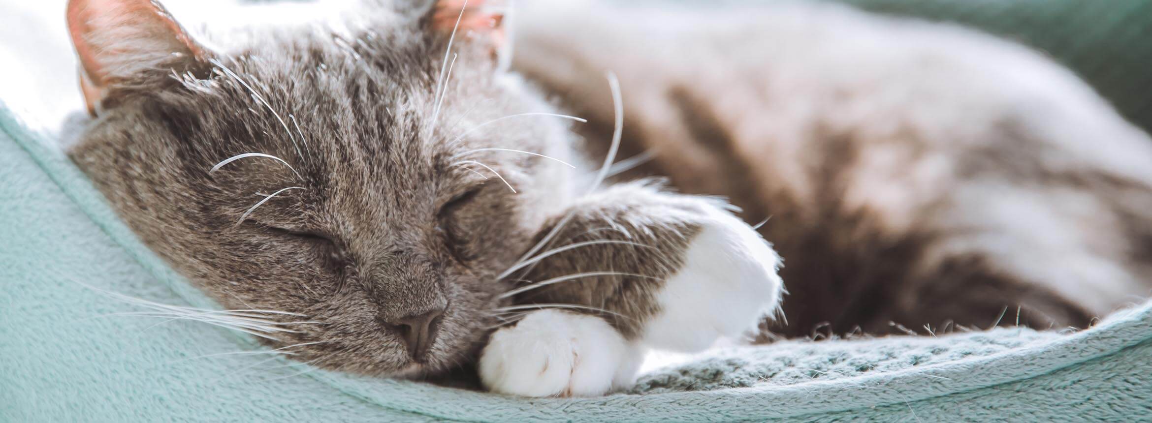 Image of a grey sleeping cat
