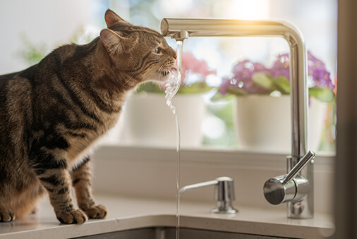 How Much Water Should Cats Drink?