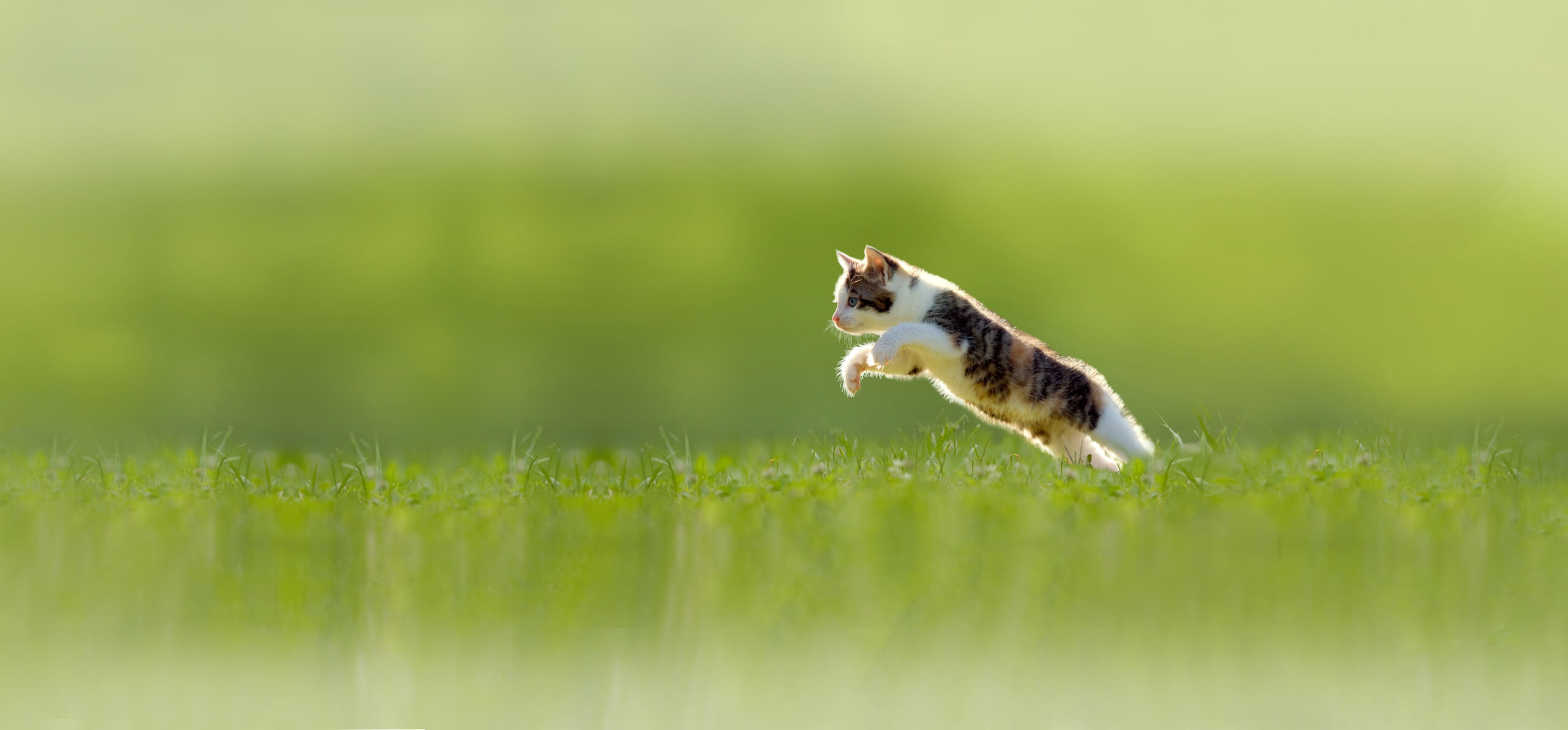 cat jumping in grass