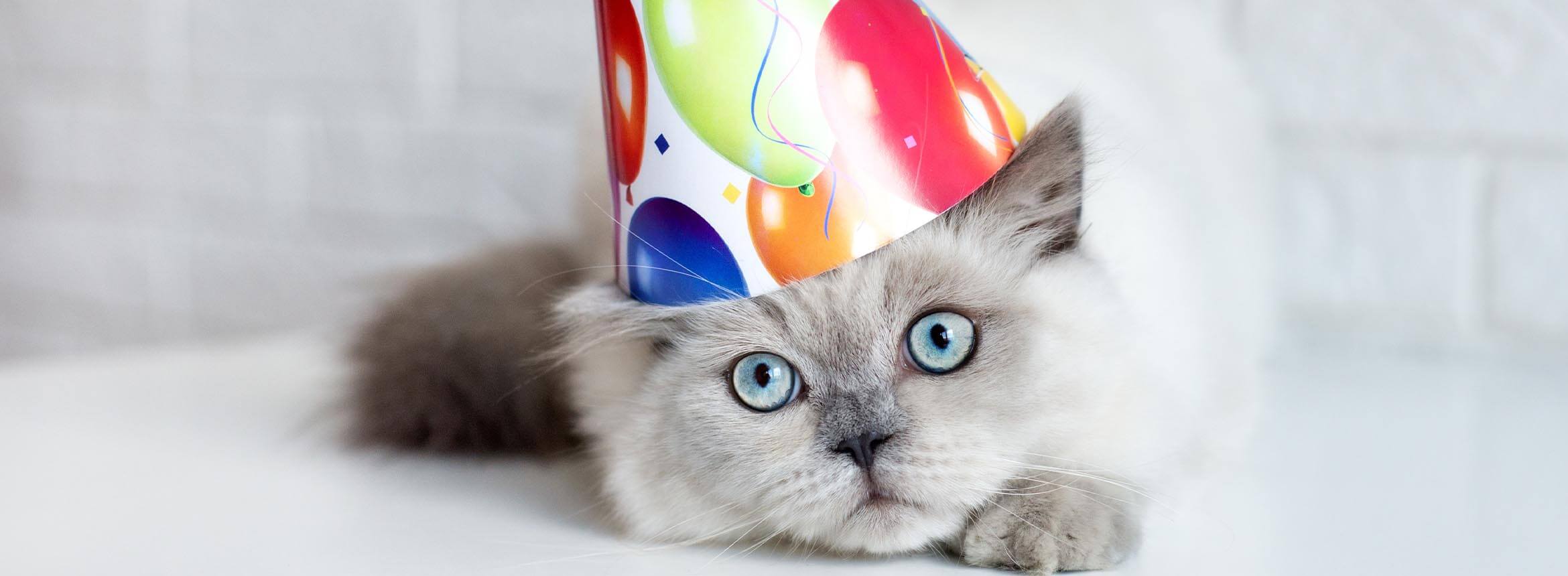 image of a cat weating a birthday hat