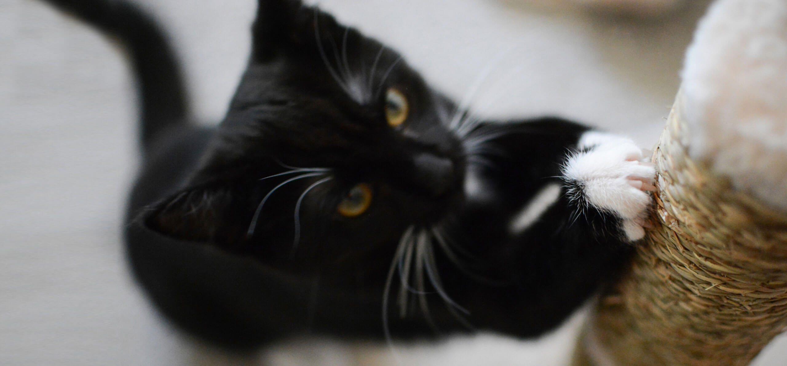 black cat scratching its scratch post