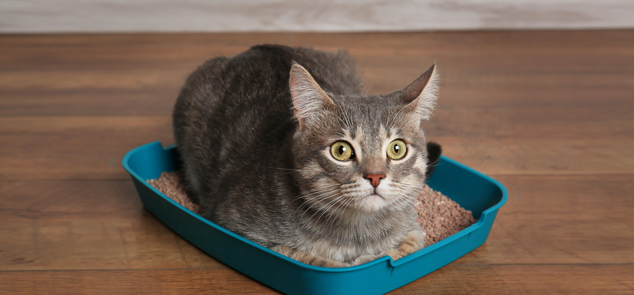 cat laying in litter box