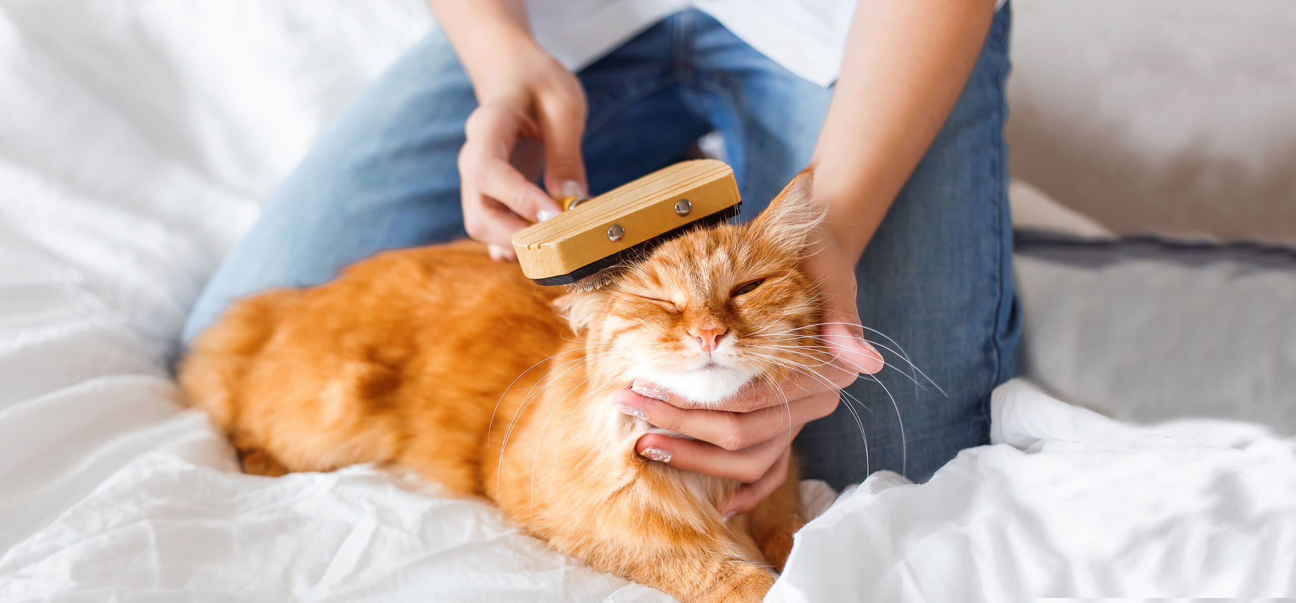 orange cat getting its head brushed back in bed by owner