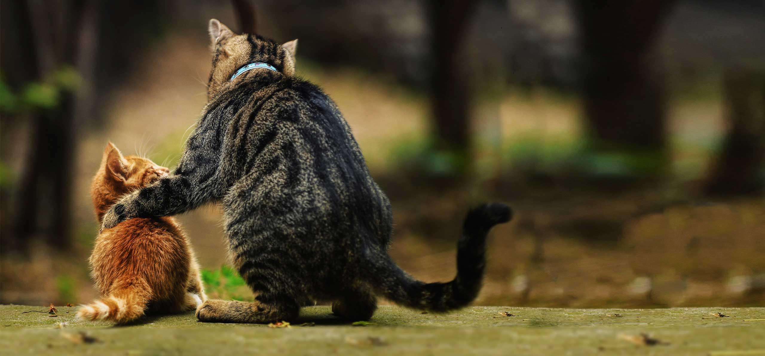 Introducing male kitten deals to male cat