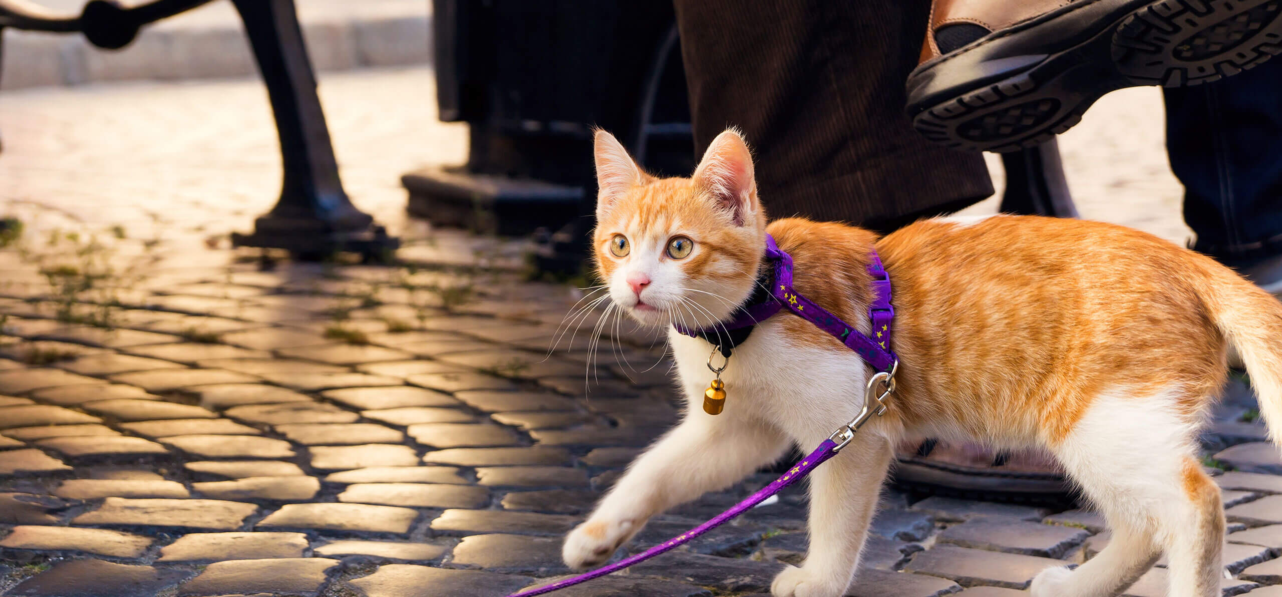 orange cat leashed with a harness walking over cobblestone