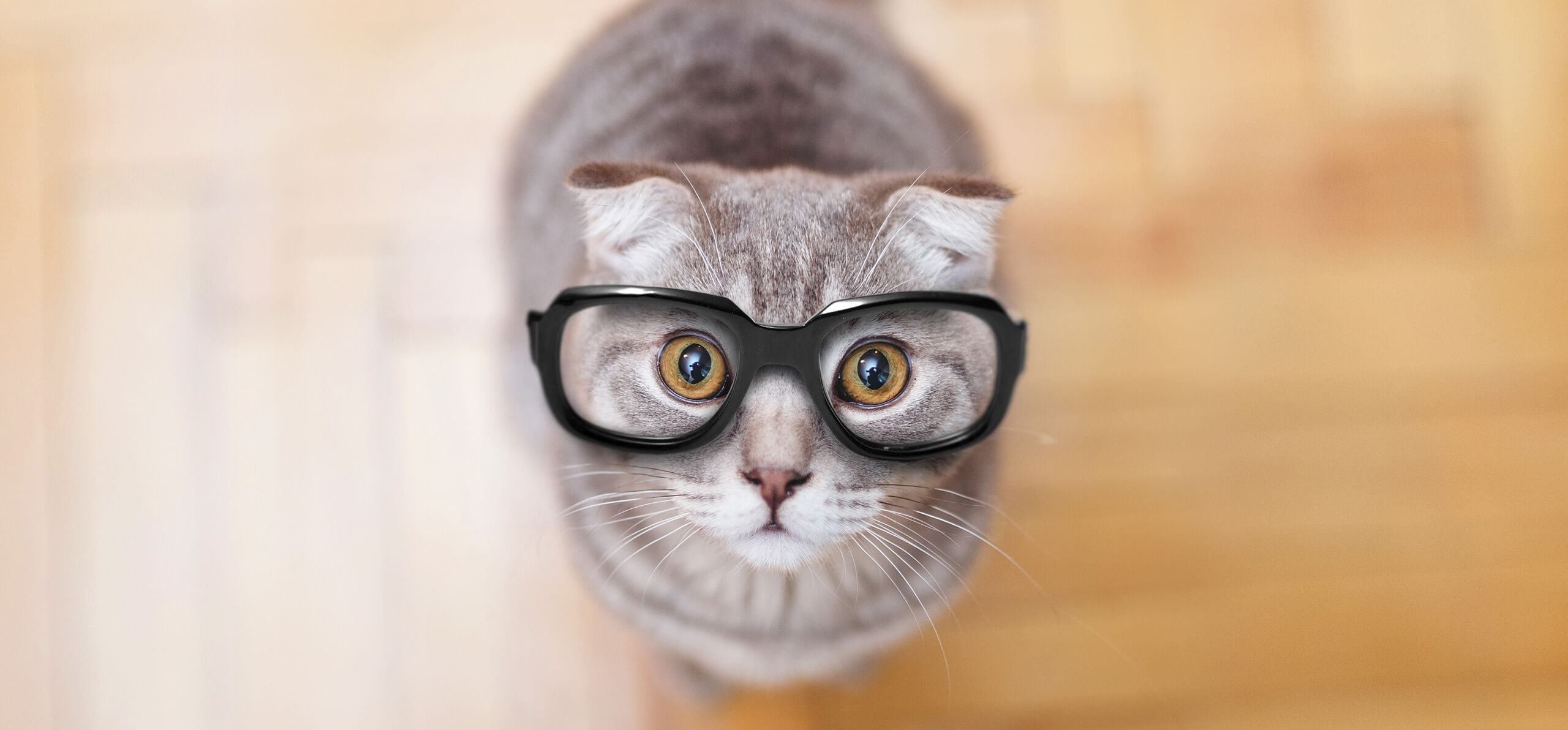 cat with large black glasses looking upward