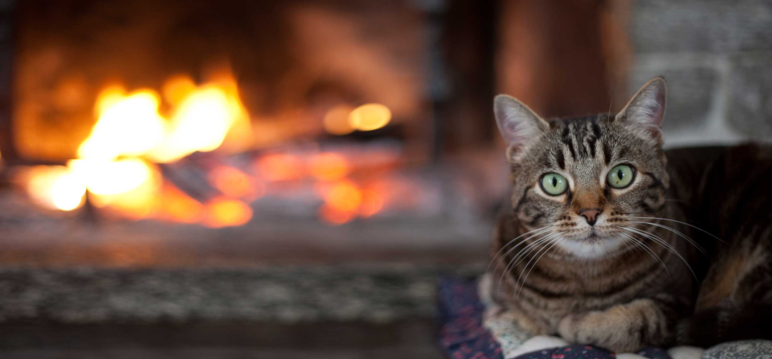 Holiday Tips - To Keep Kitty Warm in Winter