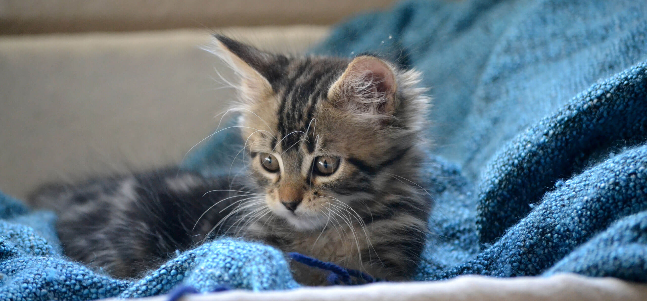 kitten sitting atop a blue blanket