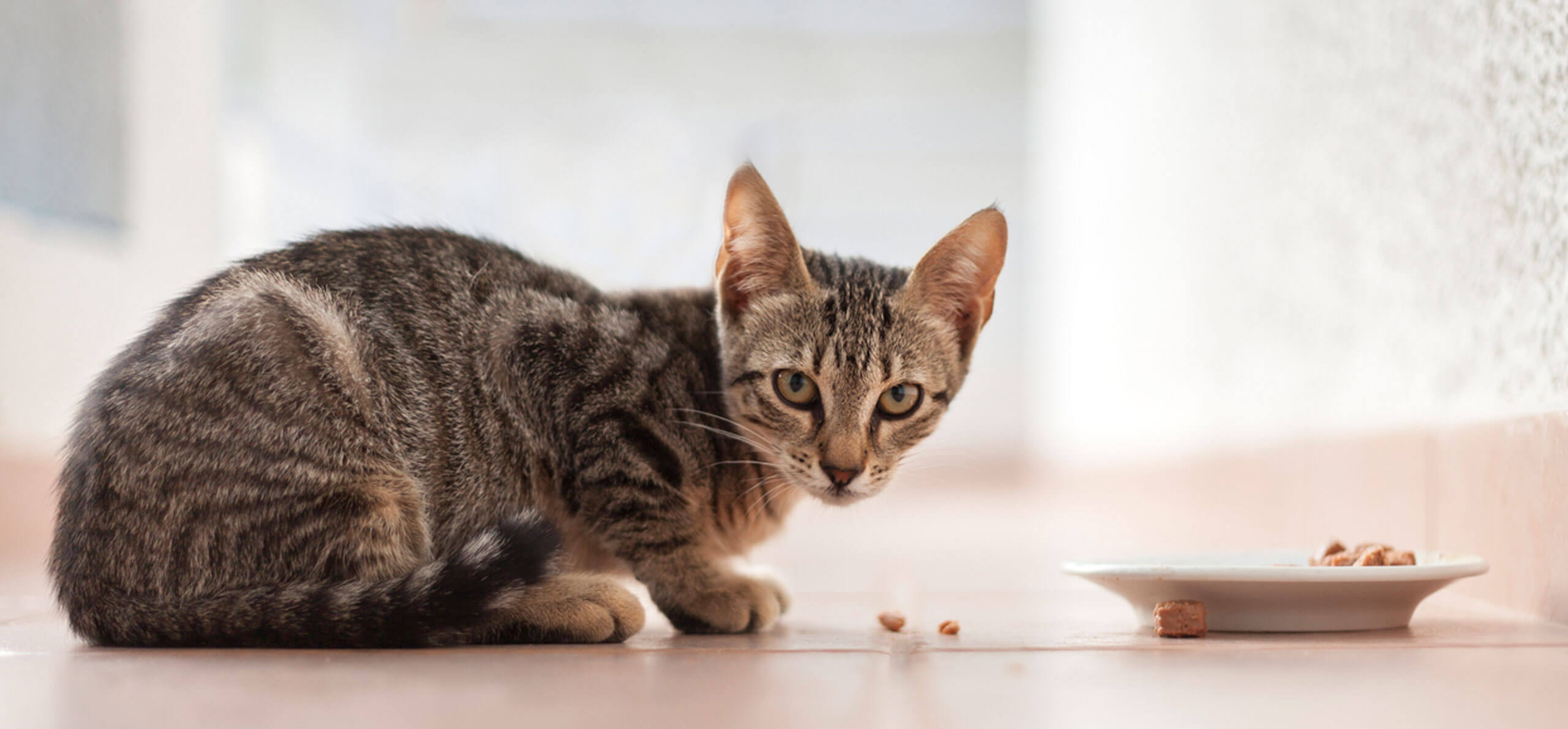 kitten looking to its right in front of its food bowl with nibbles on the floor