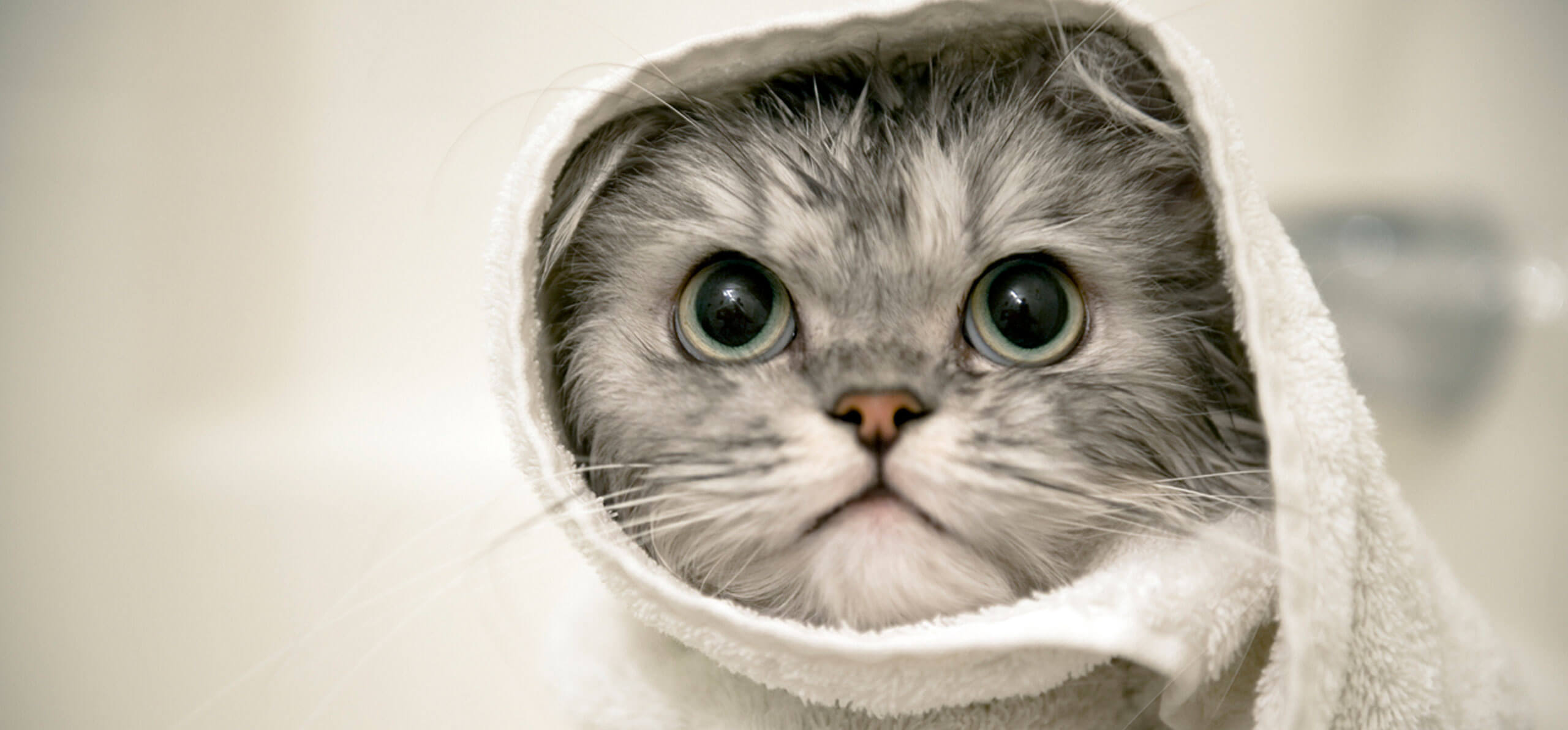 kitten with a towel wrapped around its head