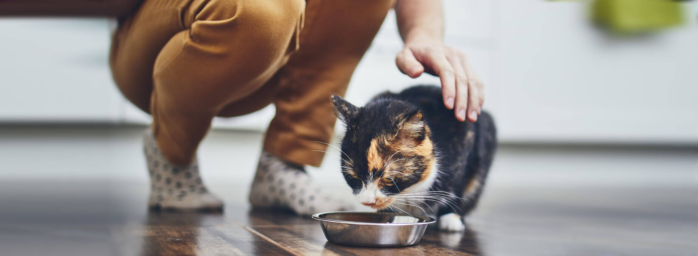 cat with bowl about to be petted