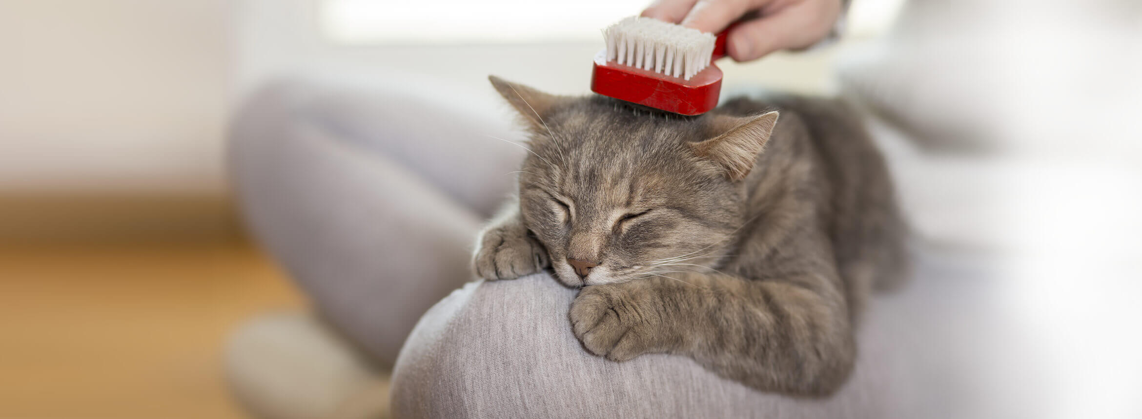 cat with closed eyes getting hair combed with brush