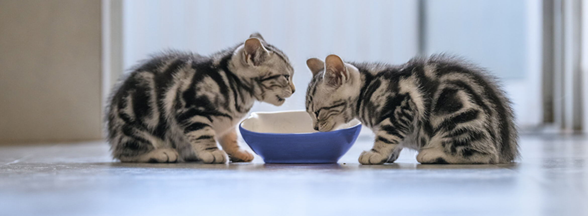 Two tabby kittens with black and grey stripes are drinking from a blue bowl placed on a tiled floor indoors.