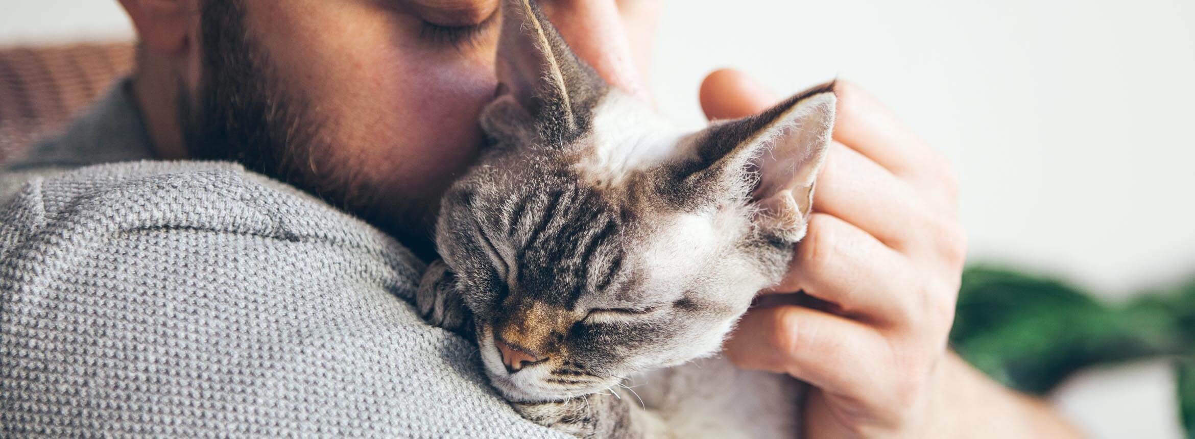 Image of a cat purring