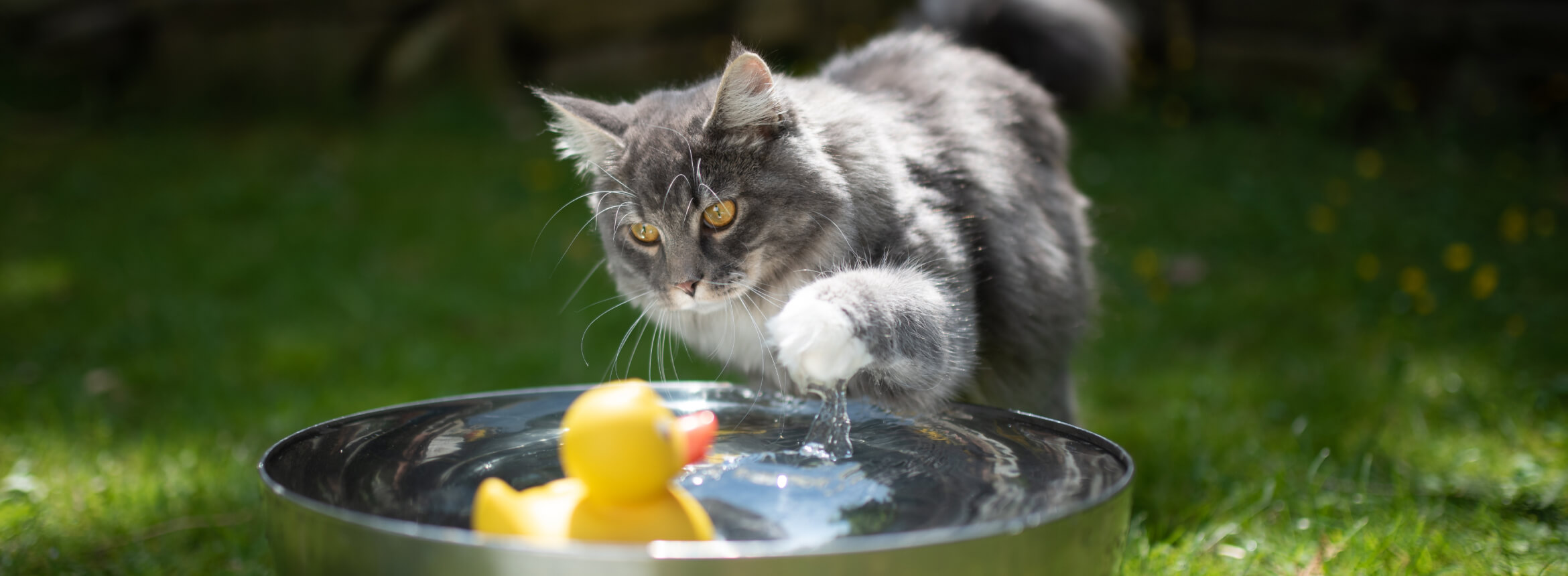 image of a cat playing with water bowl