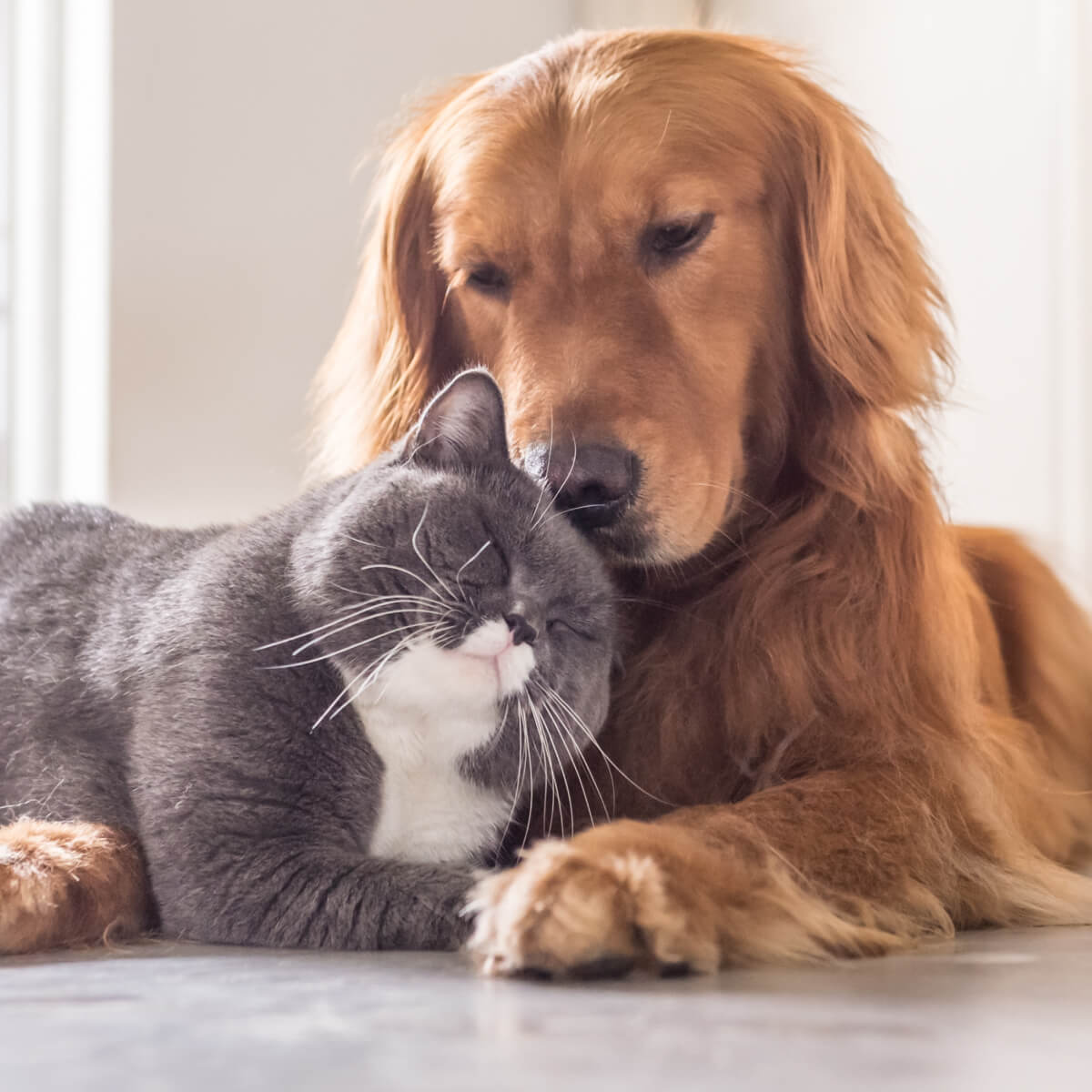 Dog cat cuddling each other