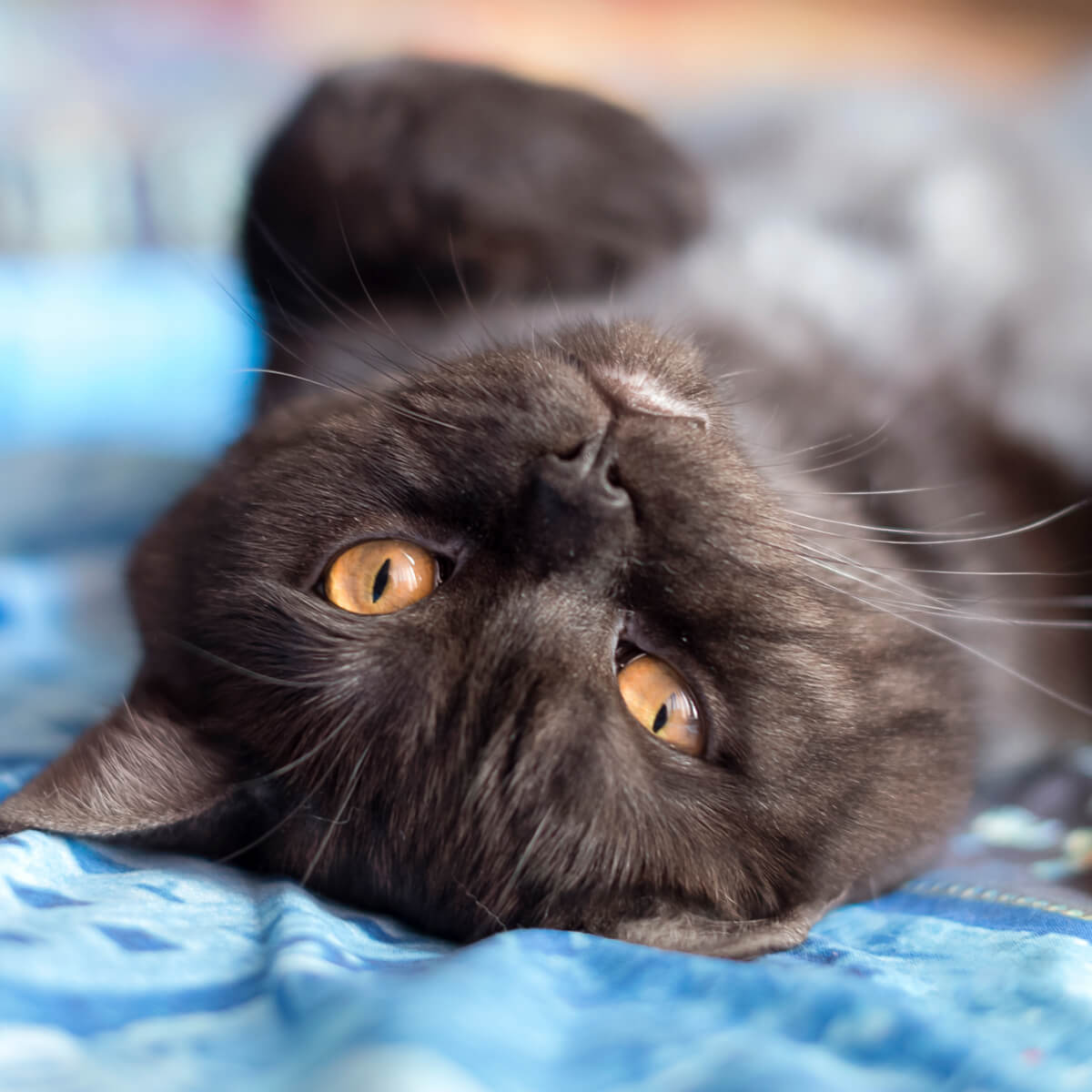 Cat lying on the bed