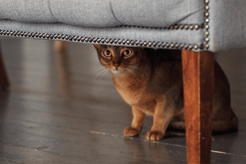 image of a cat under a chair