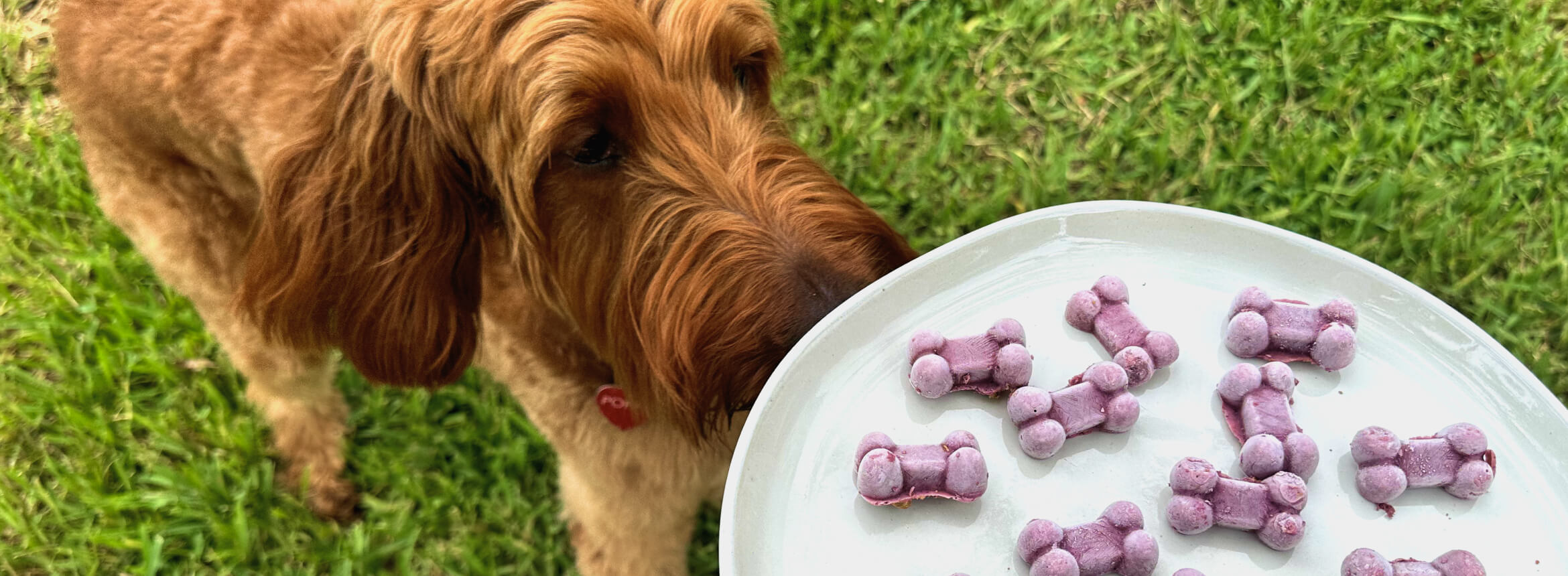 Frozen Dog Treats with Blueberries, Bananas, and BLUE Health Bars