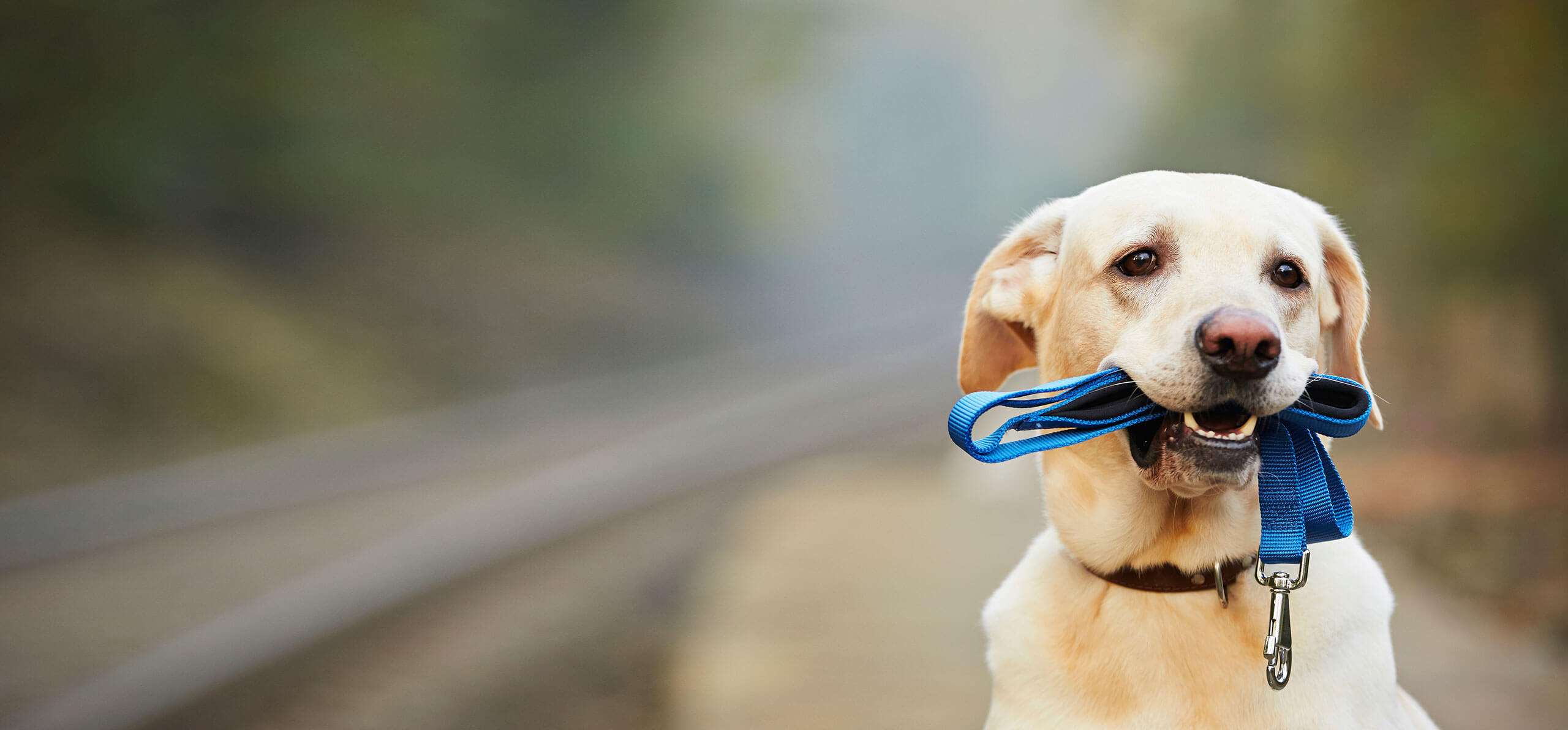 dog holding a leash in its mouth