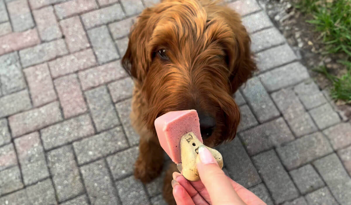 Summer Treat for pups