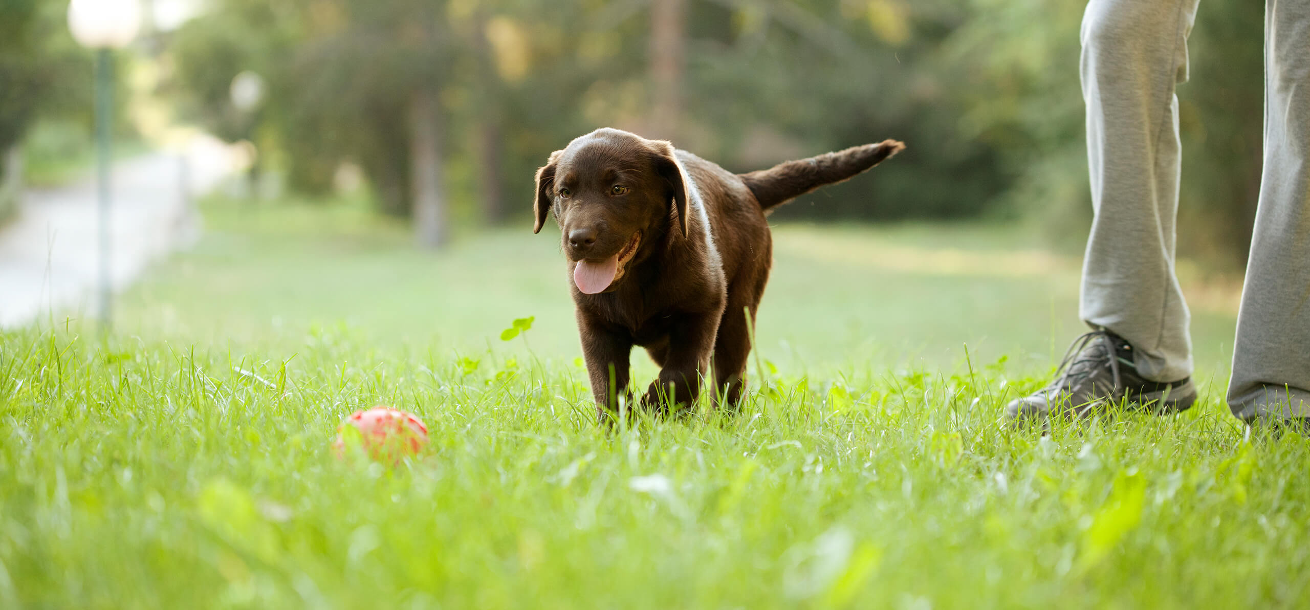 puppy approaching ball in the grass