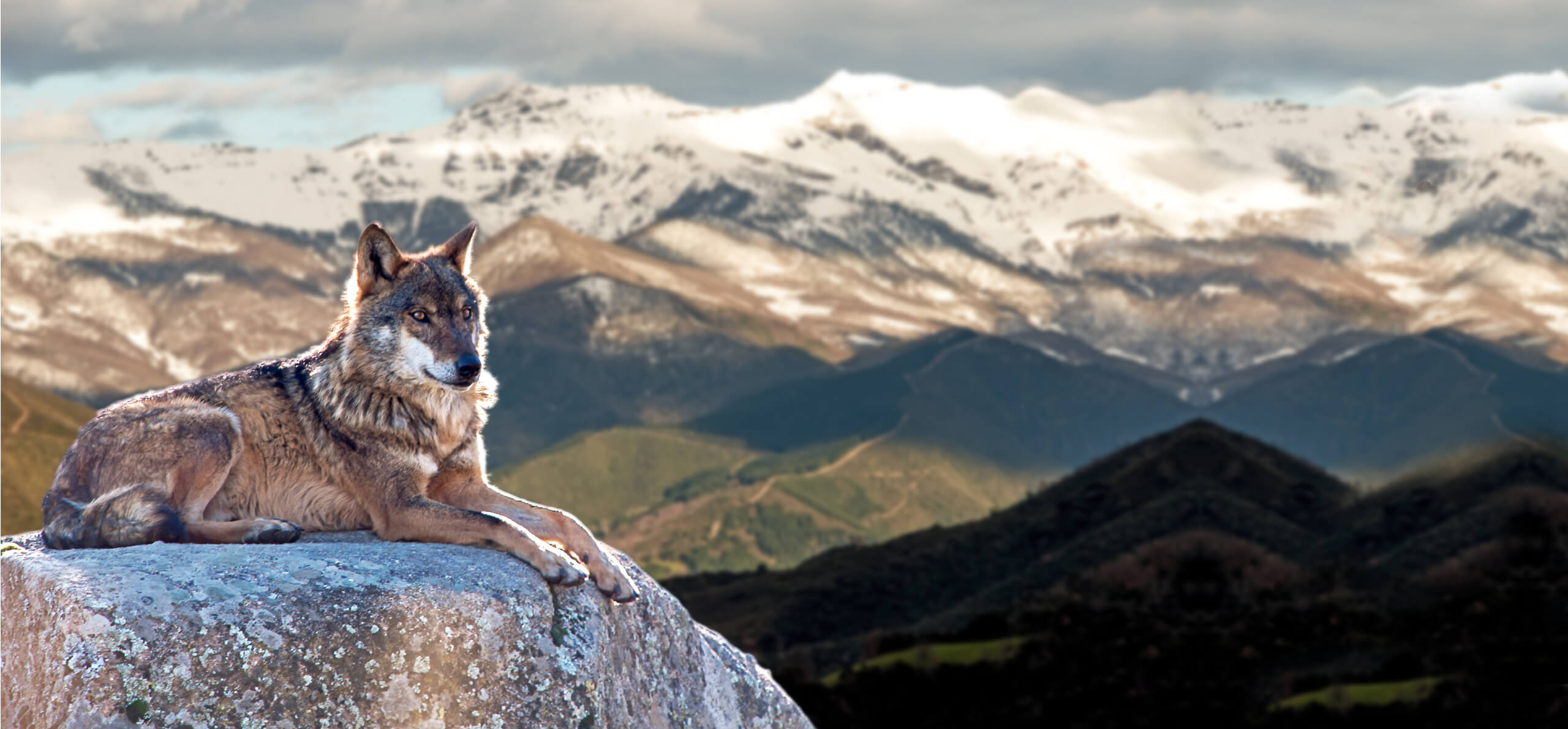 wolf sitting atop  a mountain range
