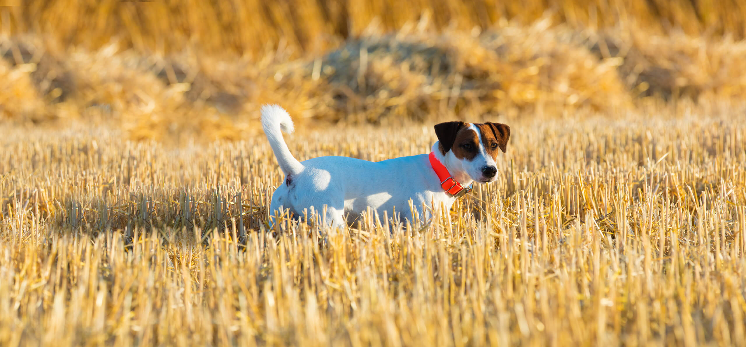 small dog walking through a prairie