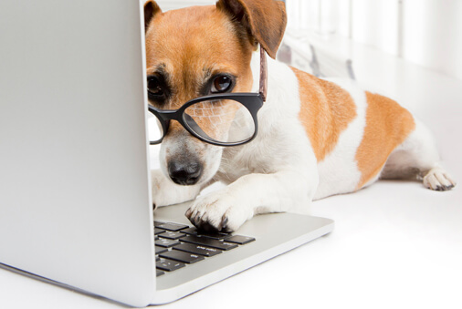 dog typing on computer