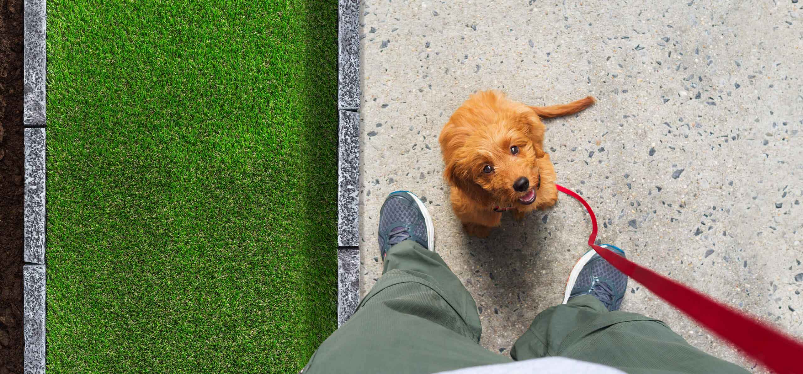 orange puppy looking up at owner with a red leash on