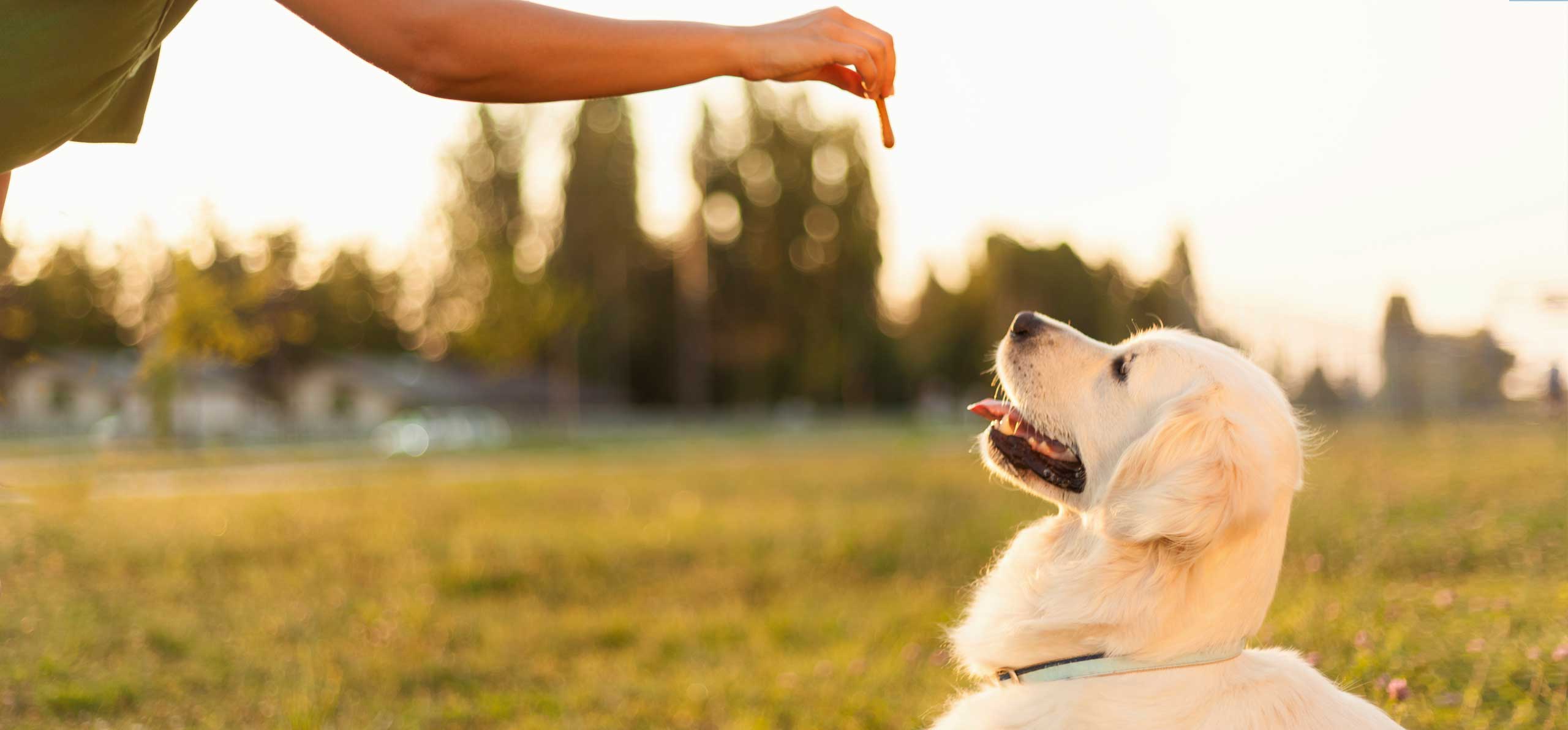 dog smiling at a hand holding a treat