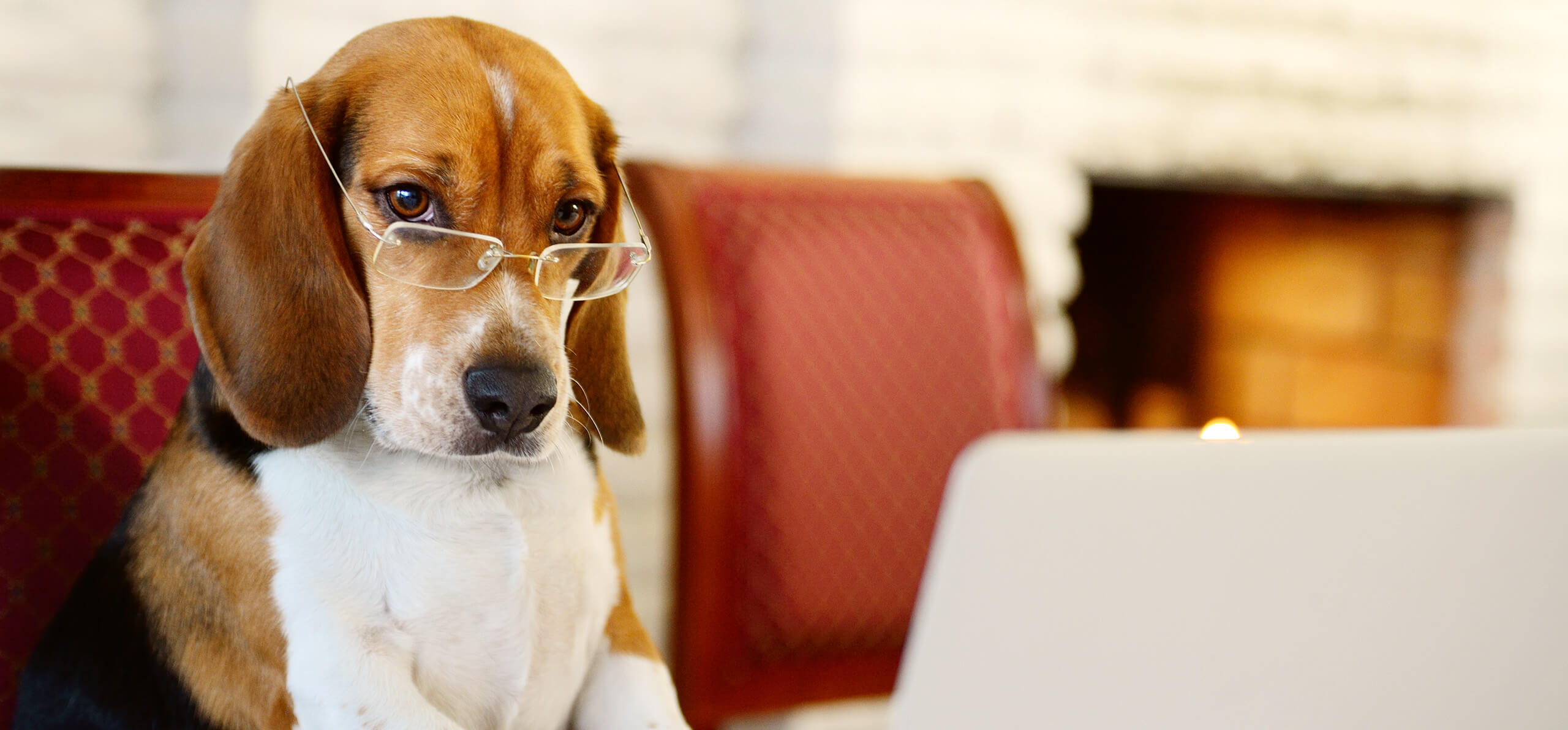 dog wearing glasses sitting a chair in front of a laptop