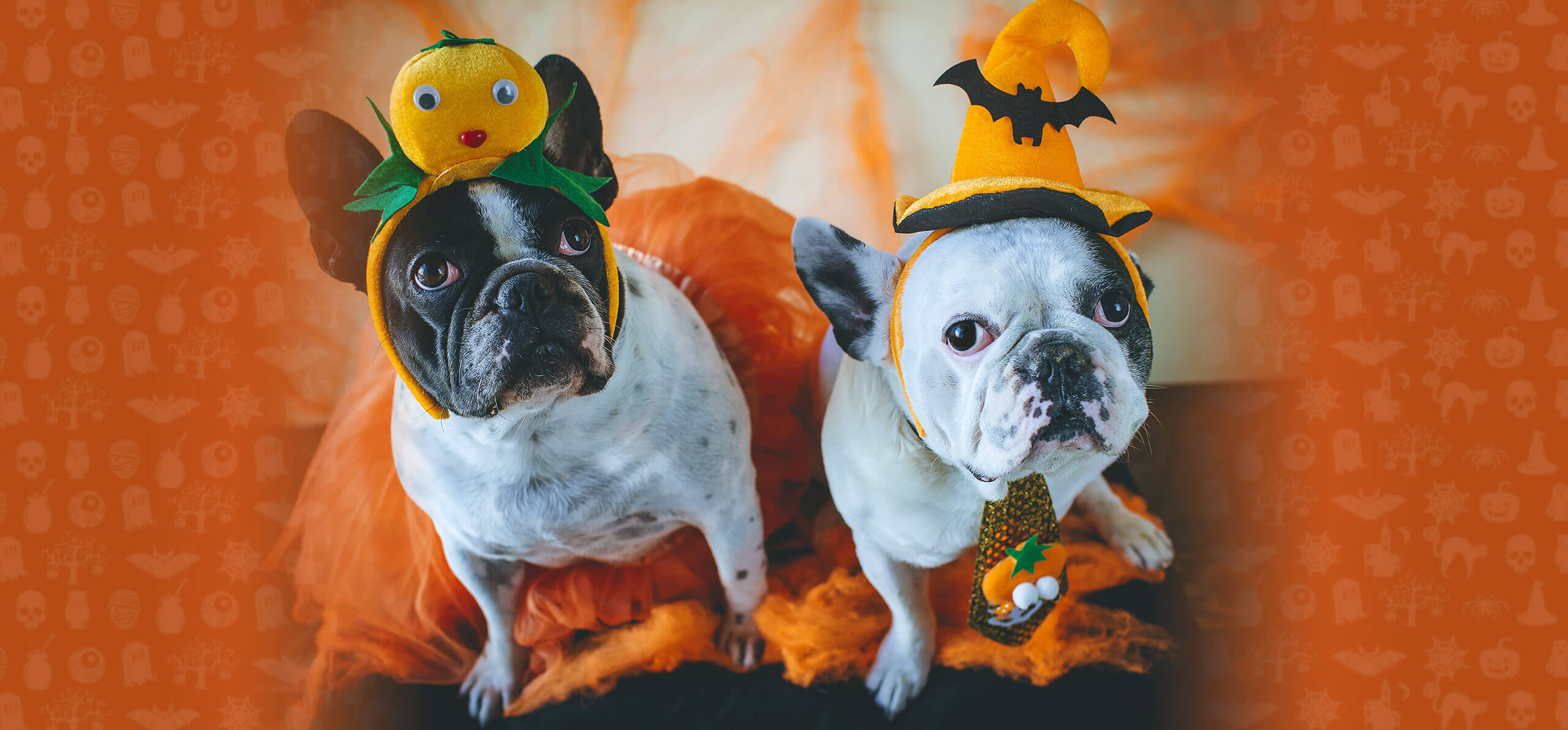 two dogs dressed in halloween outfits headbands