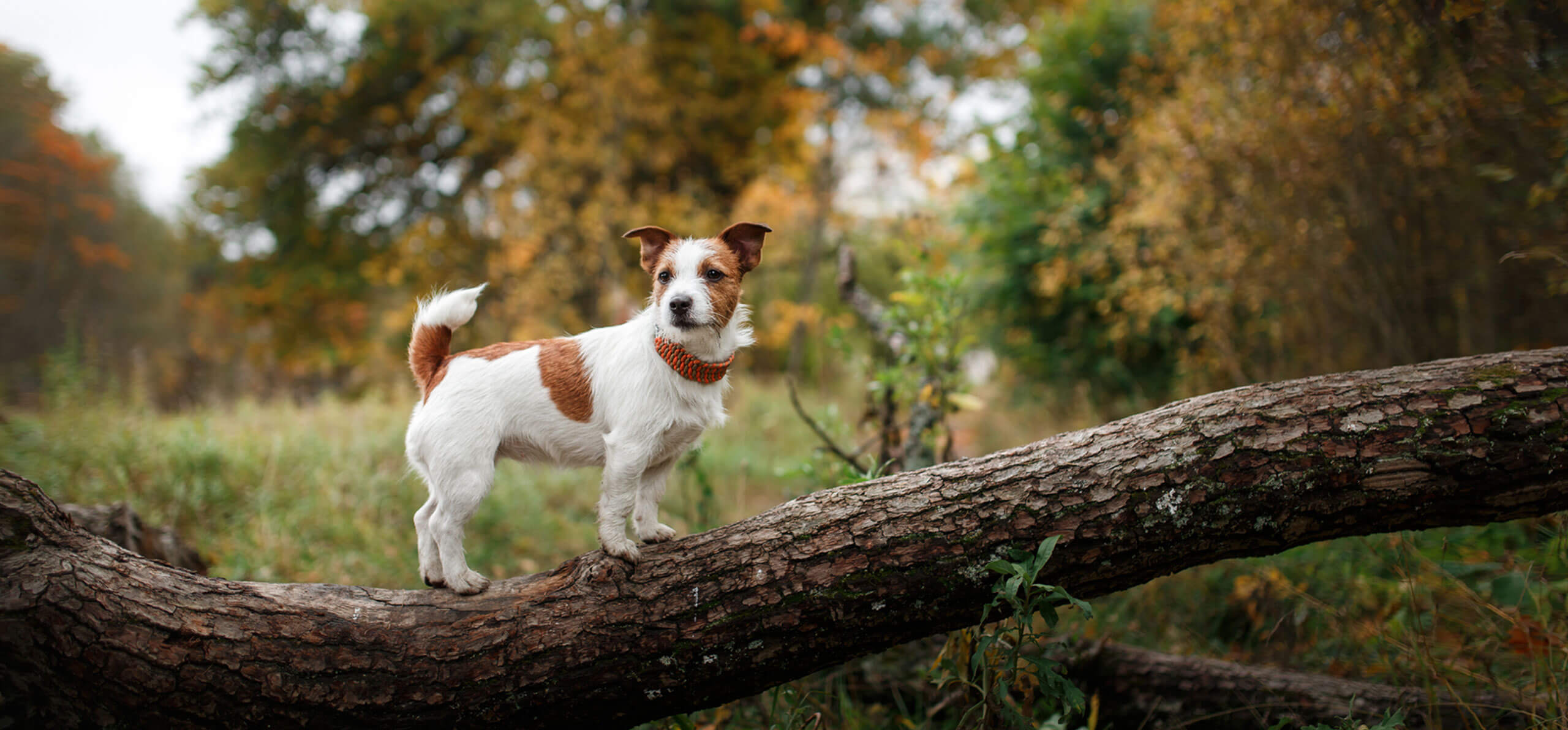 small dog standing atop a knocked down tree