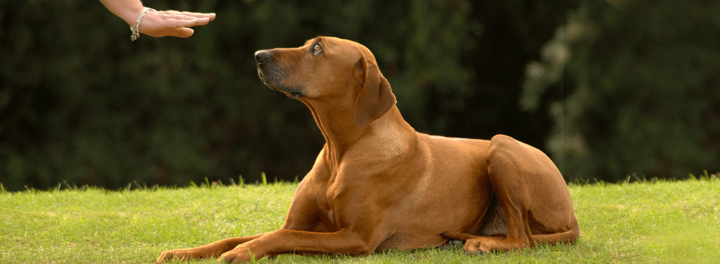 image of brown dog laying down