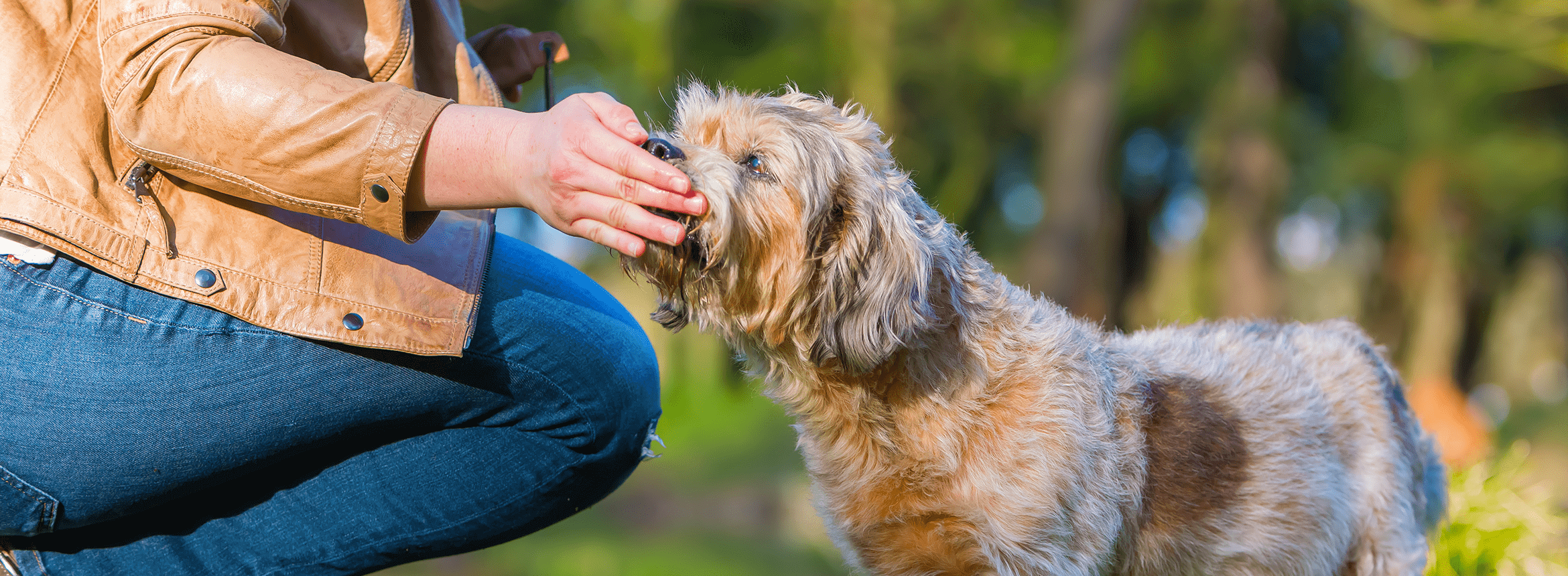 image of a senior dog being hand feed