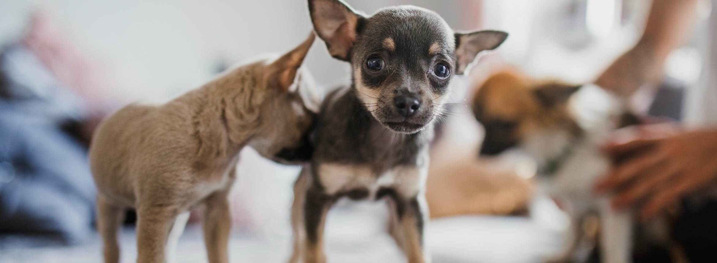 image of a chihuahua