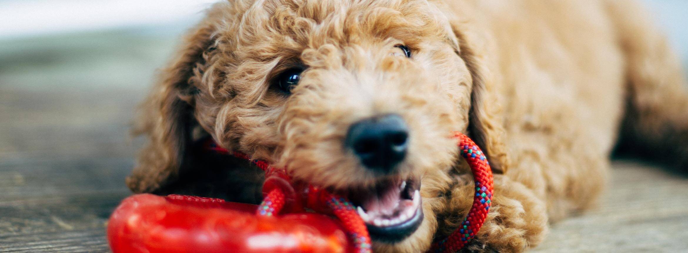 image of a goldendoodle
