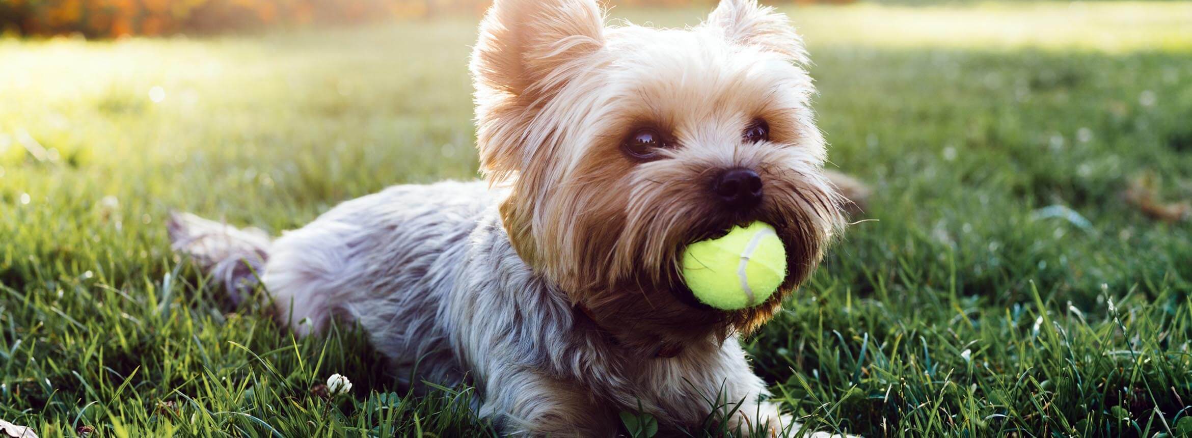 image of a yorkshire terrier