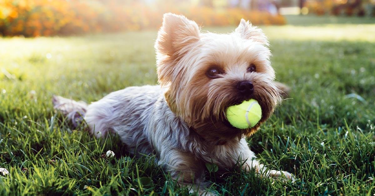 5 Things to Know About a Yorkshire Terrier | Blue Buffalo