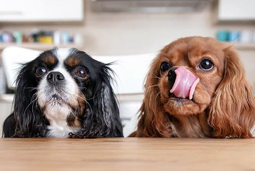 Cocker Spaniel Sitting on Owner's Lap Like She's Still a Puppy Melts Hearts