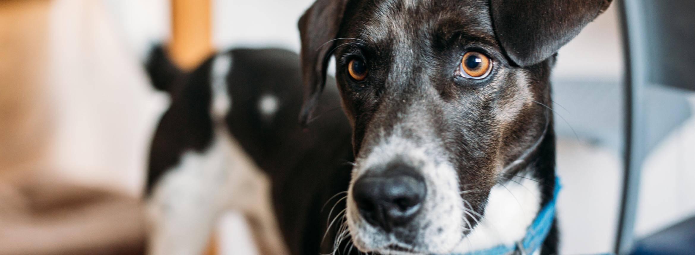 image of a black dog