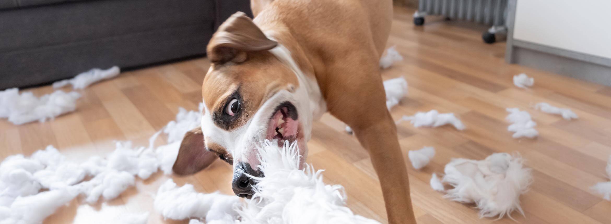 image of a dog destroying a pillow