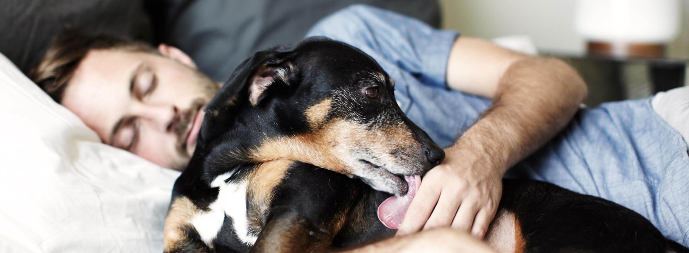 Image of dog licking owner