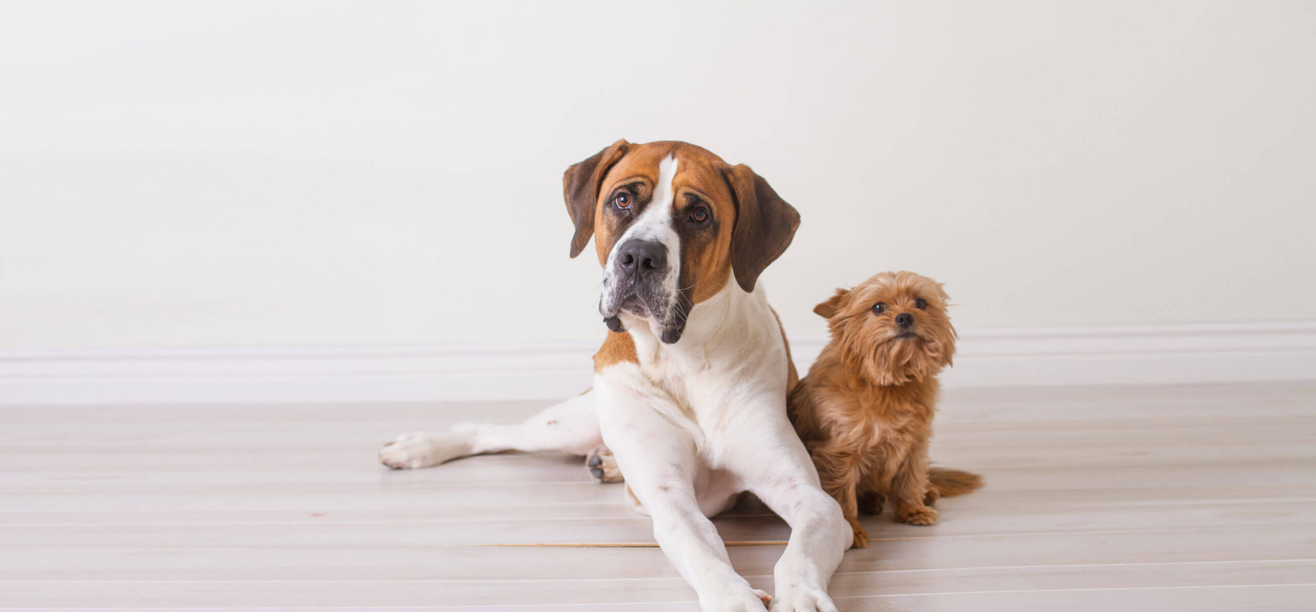 can small dogs and big dogs play together