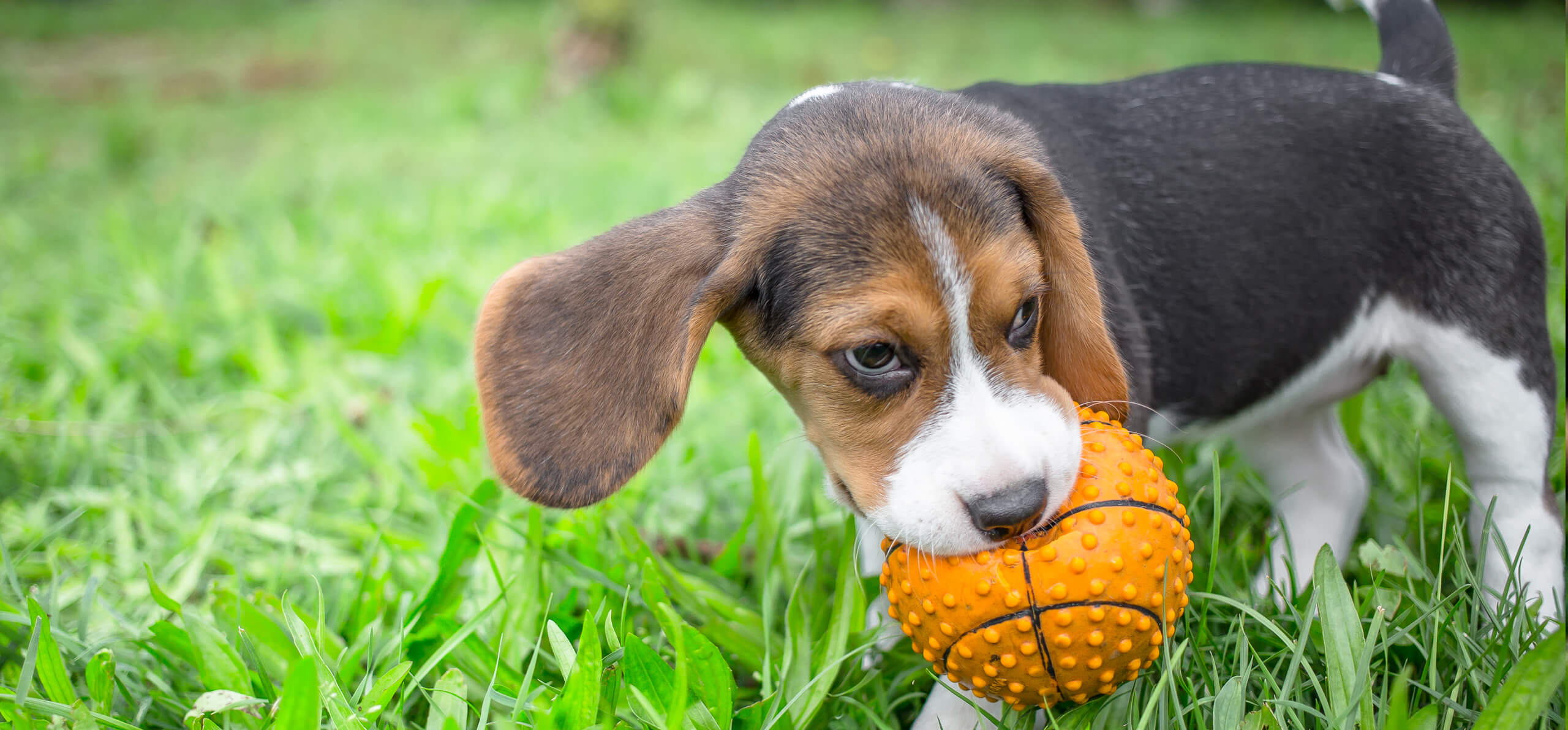 puppy holding a small basketball toy