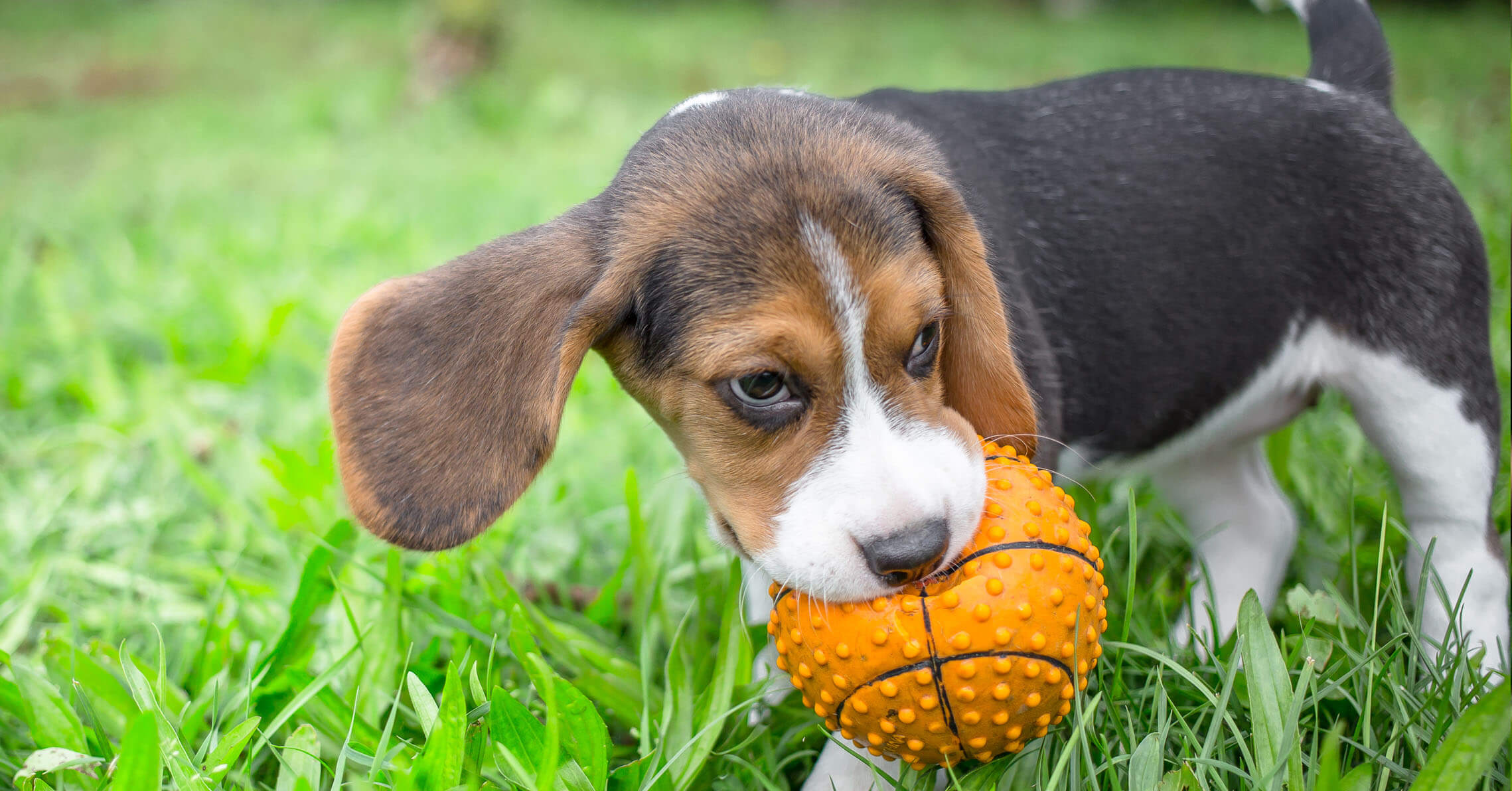 Dog 2024 retrieving toys