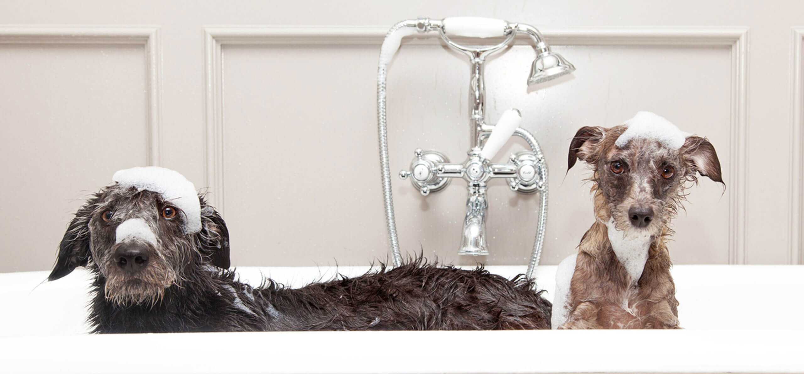 two dogs in a tub covered in soap