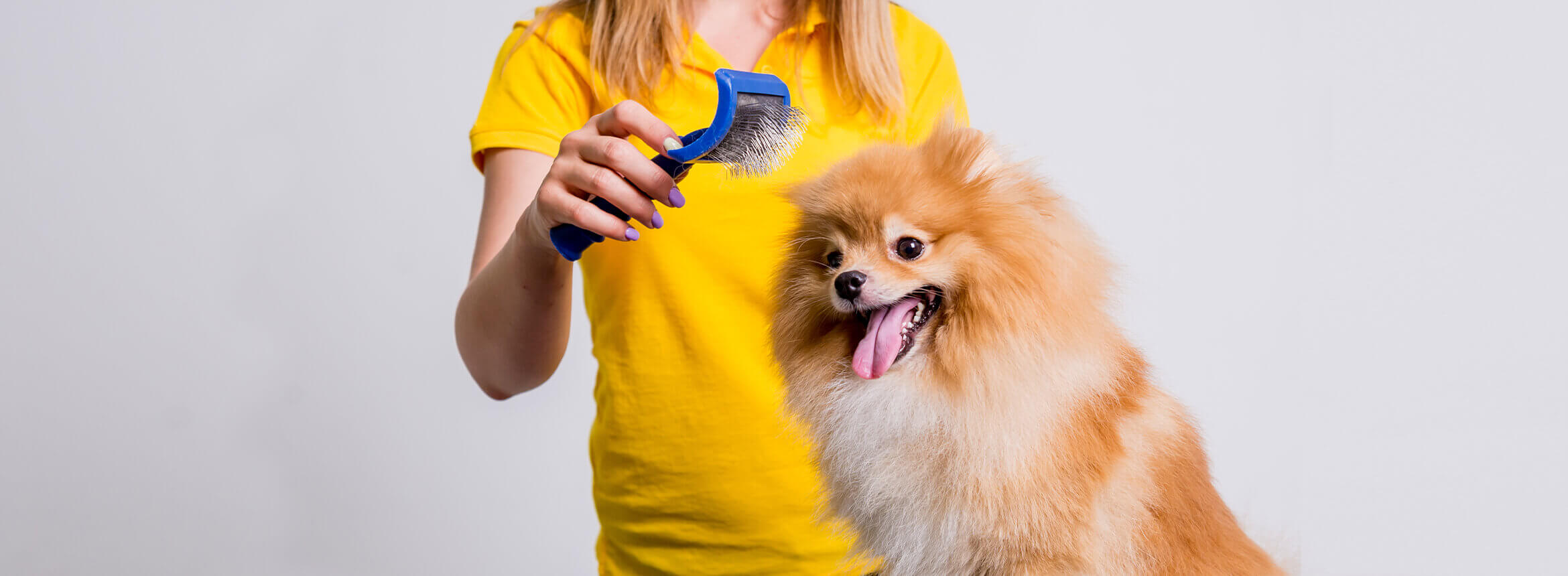 dog being brushed